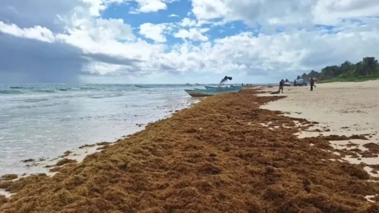 Salvaguarda del arrecife de Puerto Morelos ante el azote del sargazo y el calor marino