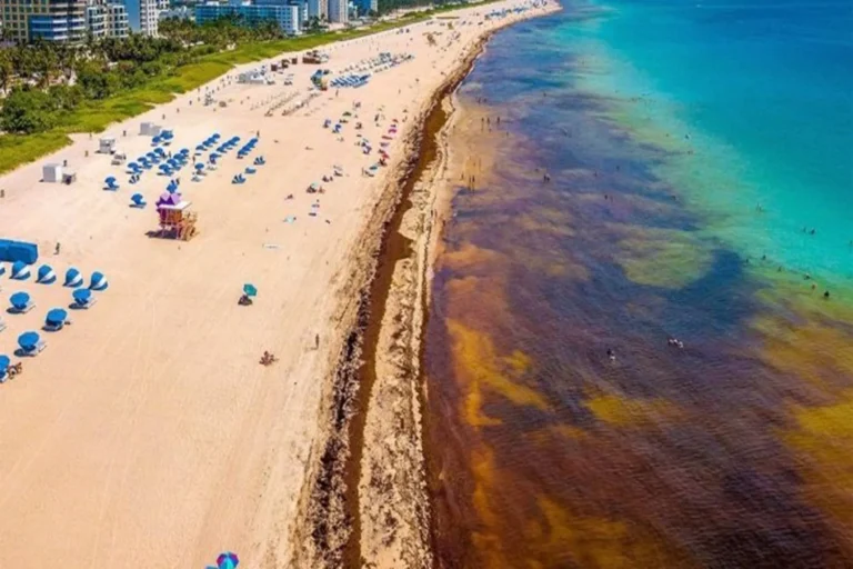 El sargazo asfixia al Caribe Mexicano ante fallas de gestión