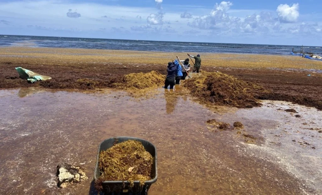 Fichaje integral contra la marea marrón en el litoral de Quintana Roo