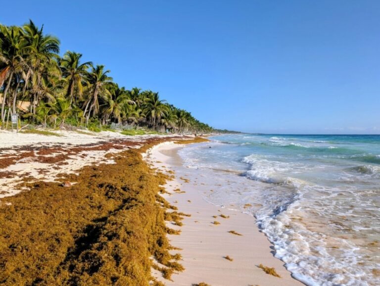 El sargazo frena el turismo cultural en Tulum y reduce visitas al Mureco