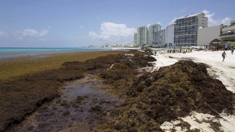 Marina recolecta 7 mil 900 toneladas de sargazo en Costa Maya durante 2026